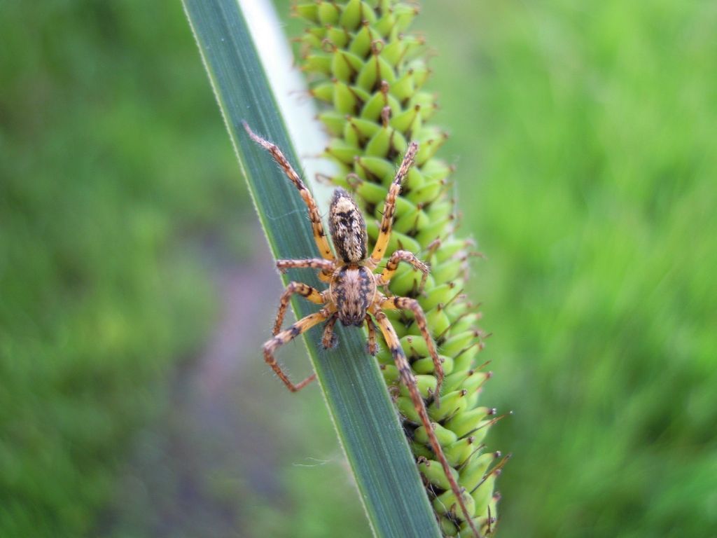 Anyphaena sp. - Brescia